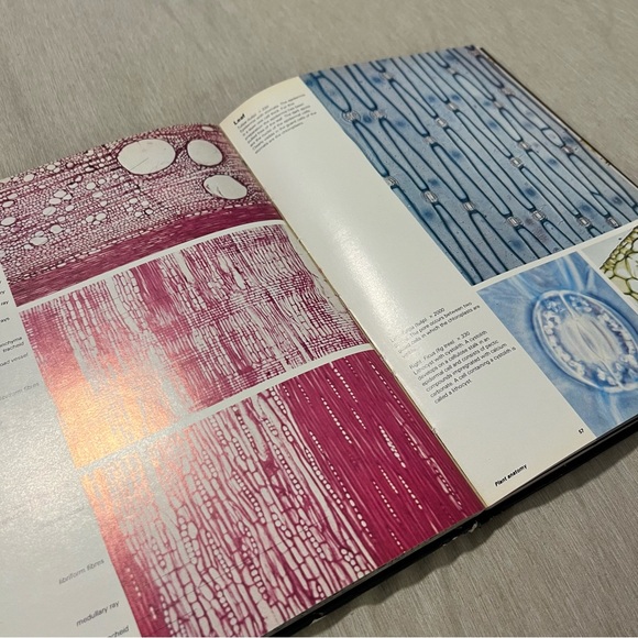 👑Vintage 1980 Biological Structures Atlas Krommenhoek Sebus Esch Hardcover - Picture 13 of 14